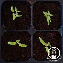 Load image into Gallery viewer, Tray Insert - 32 Cell - 8x4 Nested