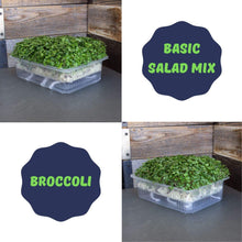 Load image into Gallery viewer, Self Watering Microgreens Kit