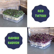 Load image into Gallery viewer, Self Watering Microgreens Kit