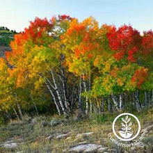 Load image into Gallery viewer, Quaking Aspen Tree Kit