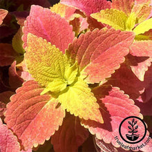 Load image into Gallery viewer, Coleus Seeds - Wizard Series