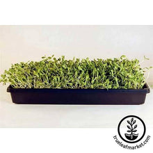 Load image into Gallery viewer, Deluxe Kit (Wheatgrass Barleygrass and Sunflower)