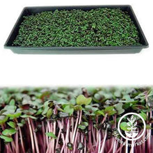 Load image into Gallery viewer, Hydroponic Microgreens Starter Kit