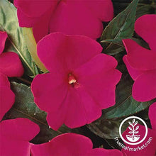 Load image into Gallery viewer, New Guinea Impatiens Seeds - Divine Series