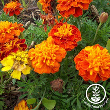 Load image into Gallery viewer, Fast & Easy Bilingual Flower Seed Collection