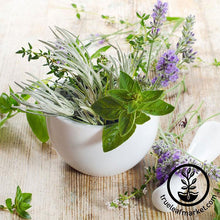 Load image into Gallery viewer, Medicinal Herb Seed Assortment