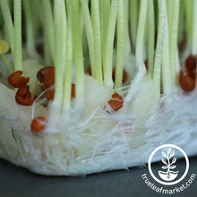 Load image into Gallery viewer, Micro-Mat Hydroponic Confetti