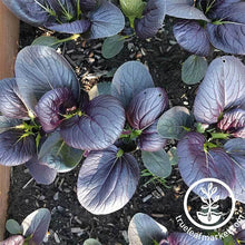 Load image into Gallery viewer, FALSE