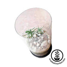 Load image into Gallery viewer, Quaking Aspen Tree Kit