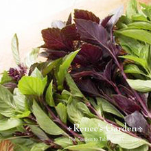Load image into Gallery viewer, Renees Garden - Basil Lover’s Bonanza Collection