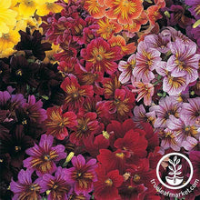 Load image into Gallery viewer, FALSE