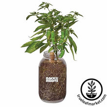 Load image into Gallery viewer, BTTR - Self-Watering Planter Jar Garden