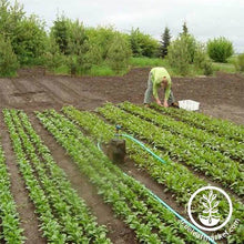 Load image into Gallery viewer, Spin Farming 2.0 - Production Planning