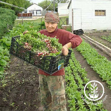 Load image into Gallery viewer, Spin Farming 2.0 - Production Planning