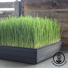 Load image into Gallery viewer, Starter Organic Wheatgrass Growing Kit
