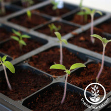 Load image into Gallery viewer, Tray Insert - 32 Cell - 8x4 Nested
