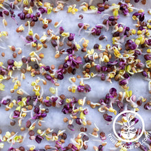 Load image into Gallery viewer, Premium Bamboo Microgreens Grow Mats
