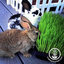 Load image into Gallery viewer, Dog &amp; Cat Pet Grass Kit
