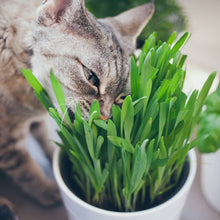 Load image into Gallery viewer, Cat Grass Seeds - Wheatgrass (Organic)
