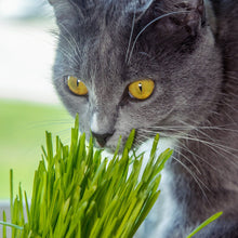 Load image into Gallery viewer, Cat Grass Seeds - Wheatgrass (Organic)
