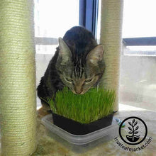 Load image into Gallery viewer, Dog &amp; Cat Pet Grass Kit
