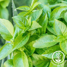 Load image into Gallery viewer, Easy &amp; Delicious Bilingual Herb Seed Collection
