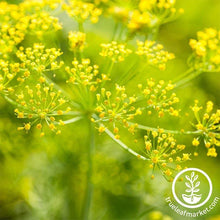 Load image into Gallery viewer, Easy &amp; Delicious Bilingual Herb Seed Collection
