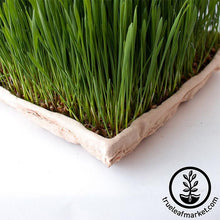 Load image into Gallery viewer, True Micro Tray - ECO Compostable Trays
