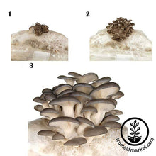 Load image into Gallery viewer, Mojo Pro-Gro Grey Oyster Mushroom Grow Kit
