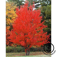 Load image into Gallery viewer, Red Maple Arbor Day Tree Kit
