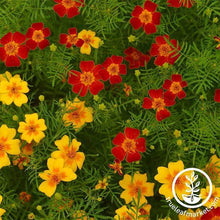 Load image into Gallery viewer, Marigold (Signata) Seeds - Gem Series
