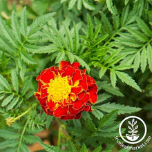 Load image into Gallery viewer, Marigold Seeds - Hero Series
