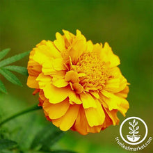 Load image into Gallery viewer, Marigold Seeds - Hero Series
