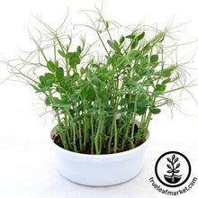 Load image into Gallery viewer, Mini Microgreens Growing Kits
