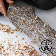 Load image into Gallery viewer, Mushroom Log - Shiitake
