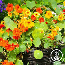 Load image into Gallery viewer, Fast &amp; Easy Bilingual Flower Seed Collection
