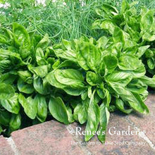 Load image into Gallery viewer, Renees Garden - Basil Lover’s Bonanza Collection
