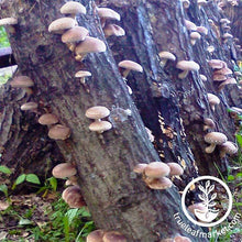 Load image into Gallery viewer, Mushroom Log - Shiitake
