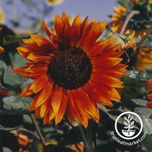Load image into Gallery viewer, Fast &amp; Easy Bilingual Flower Seed Collection
