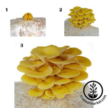 Load image into Gallery viewer, Mojo Pro-Gro Yellow Oyster Mushroom Grow Kit
