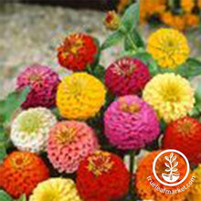 Load image into Gallery viewer, Fast &amp; Easy Bilingual Flower Seed Collection
